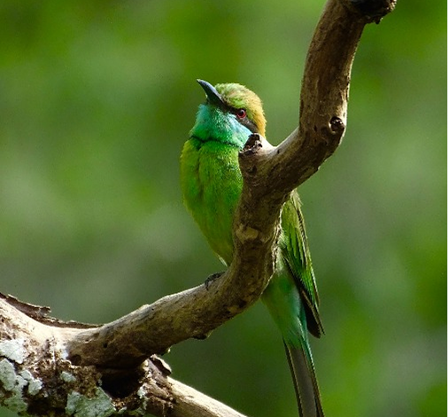 Muthurajawela Birds